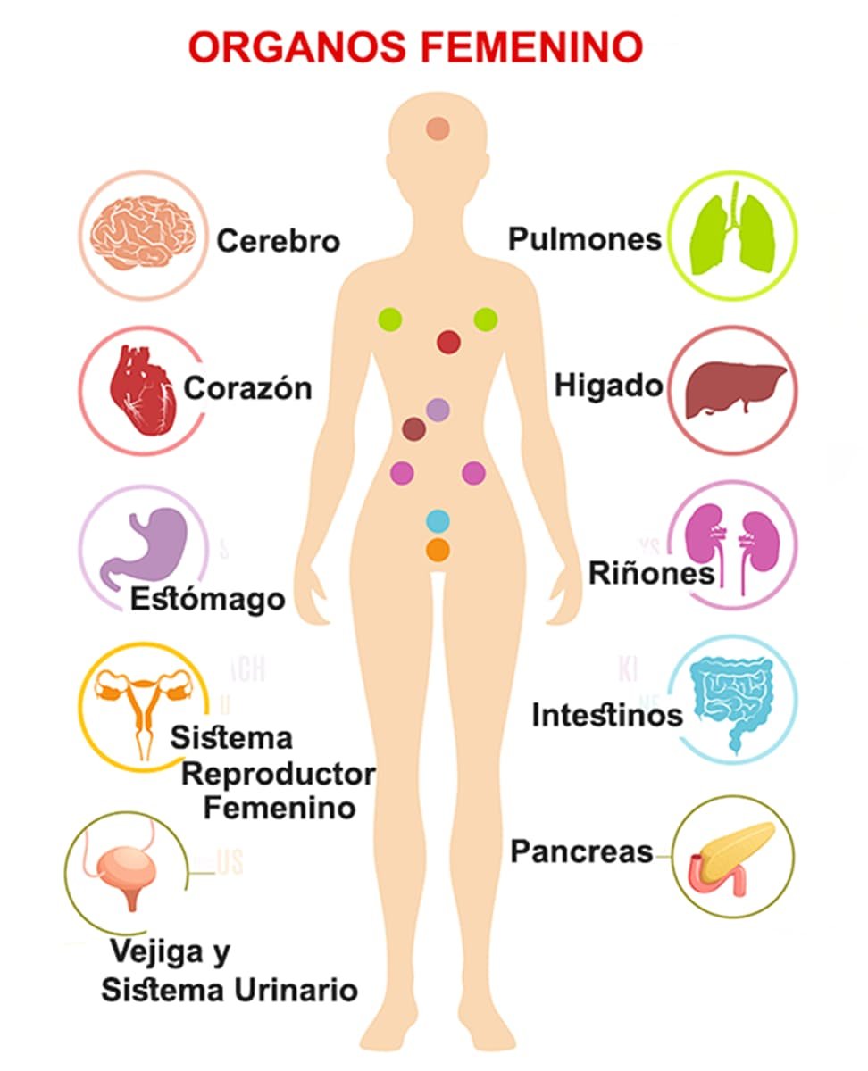Órganos del Cuerpo Femenino